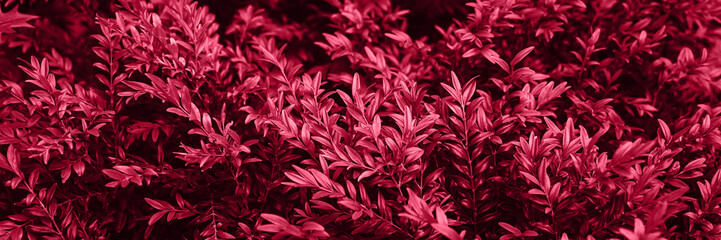 Blurred background. Trendy color 2023. Viva magenta color background.