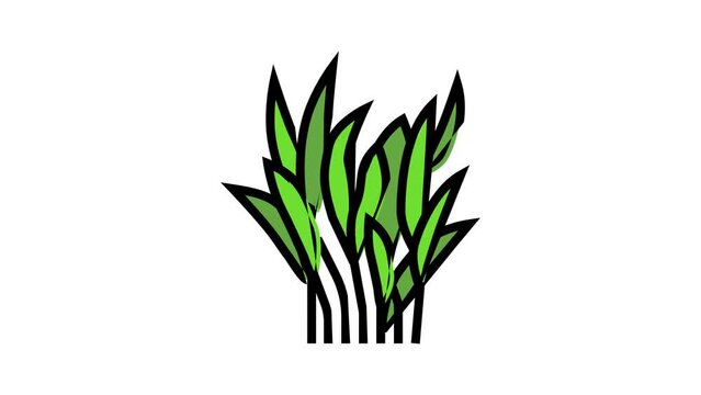java fern color icon animation