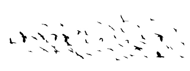 A flock of flying birds. Free birds. Vector illustration