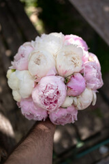 The bride's bouquet of pink peonies on dark backround.