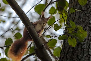 lustiges Eichhörnchen