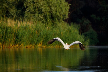 Pelican is starting to fly in the Danube Delta in Romania