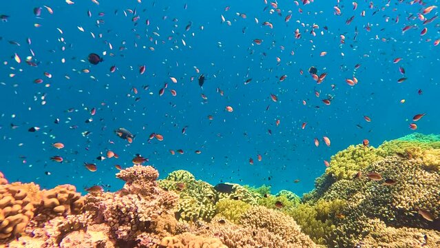 Lively coral reef teeming with life, Explosion of colors