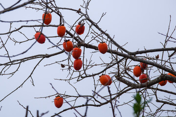 茨城県神立駅周辺の柿の木