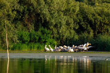 Naklejka premium Group of Pelicans in the swamps of the Danube Delta Romania