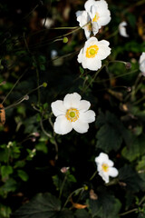 white and yellow jasmine flowers