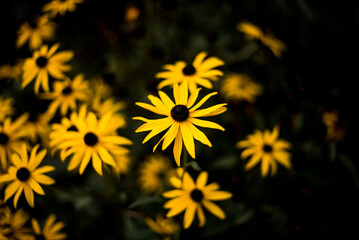 yellow rudbeckia flowers in the garden