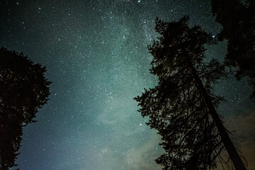 Night sky with a lot of stars in forest