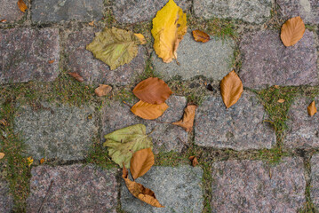 Fototapeta na wymiar autumn leaves on the cobblestone pavement 