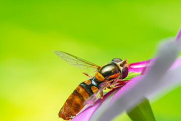 close-up hoverfly in blossom pink-violet flower 