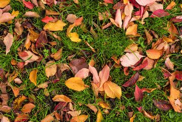 fallen autumn leaves on green grass