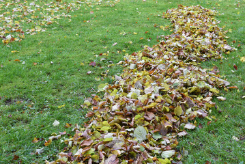 welke Blätter im Herbst 