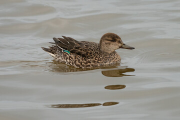 Female Eurasian teal (Anas crecca), Lancashire, UK.