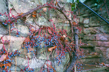 Wilder Wein an Mauer, Früchte blau