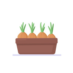 Seedlings of bulbs in a pot. Gardening and plant growing. Vector illustration in flat style.