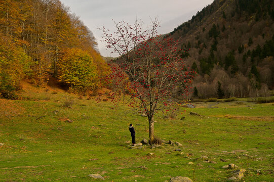 El viejo serbal florecido