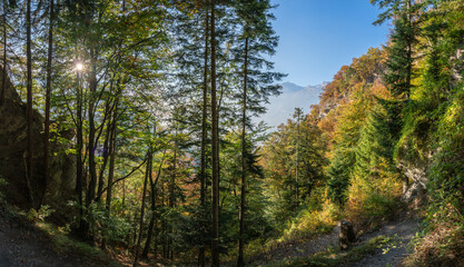 Fototapeta na wymiar Morning sun through trees on an alpine walk in autumn in the Grisons, Switzerland