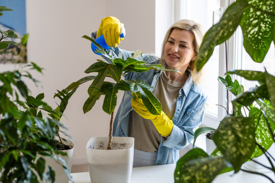 Young Businesswoman Sprays Plants In Flowerpots. Woman Caring For House Plant. Woman Taking Care Of Plants At Her Home, Spraying A Plant With Pure Water From A Spray Bottle.