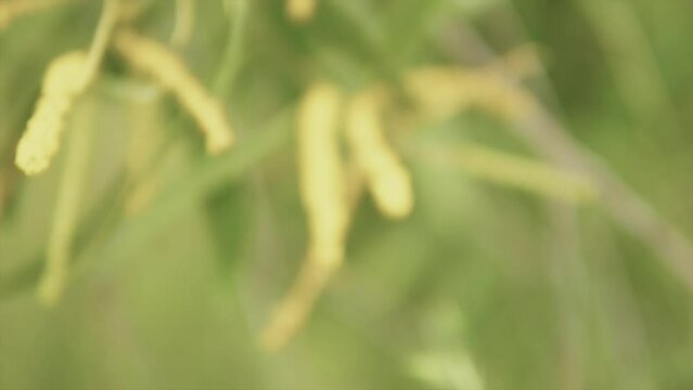 Romantic slow motion Tilt up B roll footage of field grass. Relaxing sway in the wind.