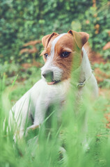 Tongue out Jack Russell Terrier puppy with broken hair outdoors in a cloudy day. Pure breed dog.