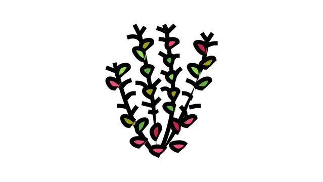 red ludwigia color icon animation