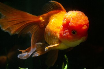 comet tail oranda goldfish at front glass in pet shop, orange Eastern ornamental breed of wild carp...