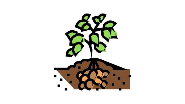 plant potato vegetable color icon animation