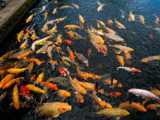 Bassin de carpe koi à Bali
