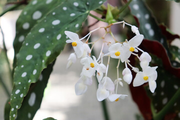 Begonia maculata in flower. Plant also called the polka dot begonia.