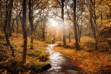 Fototapeta premium A beautiful autumn forest with big trees and great vegetation. Digital painting background