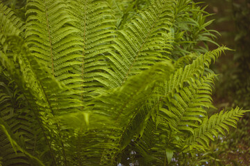 Fototapeta na wymiar Fresh green fern leaves nature background