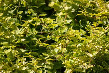 creeping plant texture leaves tendrils