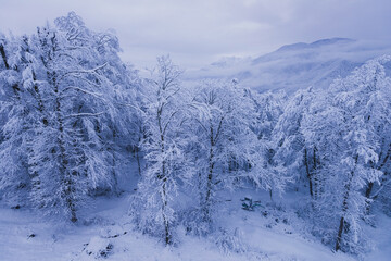 Snow covered tree trunks in winter forest.