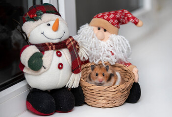 toy santa claus with syrian hamster