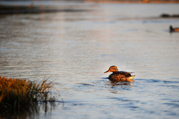 duck in the lake