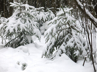 snow-covered spruce in winter in the forest