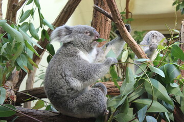 Fototapeta premium Koala in einem Zoo