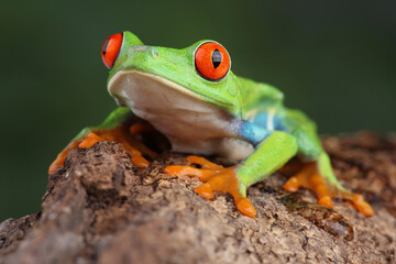 Fototapeta premium A Red-eyed Treefrog on the branch of a tree 
