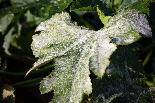 some courgette leaves with mildew