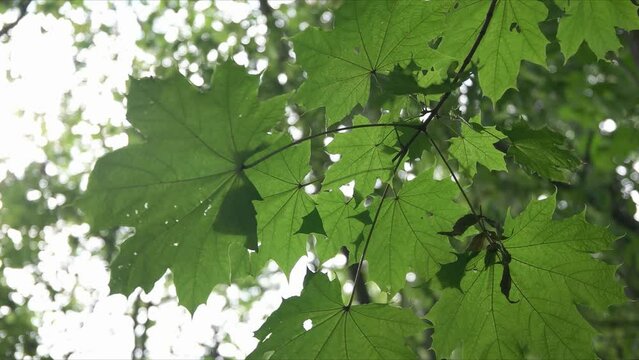 Green Foglia In The Forest.