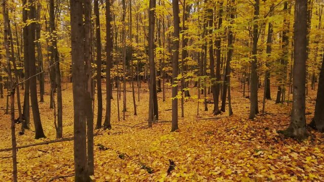 A slow drone shot moving into a fall forest