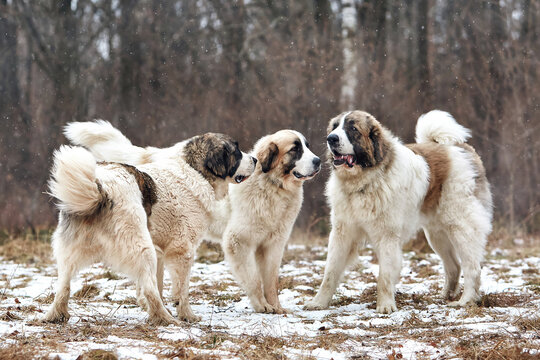 An active dog runs in the snow in winter and plays. Breed Pyrenean Mastiff