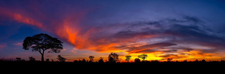 Panorama Beautiful african red and orange sunset with silhouettes of acacia trees and sun setting on the horizon in the Serengeti Park plains, Tanzania, Africa.Wild safari landscape.