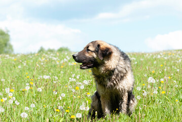 Dog with dandelions