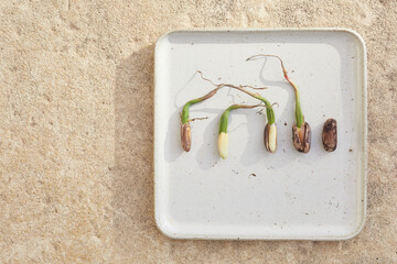 Sprouted pines nuts on ceramic plate with space