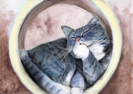 Watercolor illustration of a tabby fawn cat snuggling up in a cat house and licking its paw