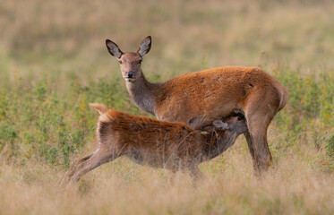red deer feeding
