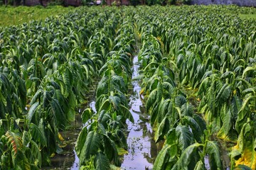 Nicotiana tabacum farm, Tobacco farmers failed to harvest due to flooding in their fields.