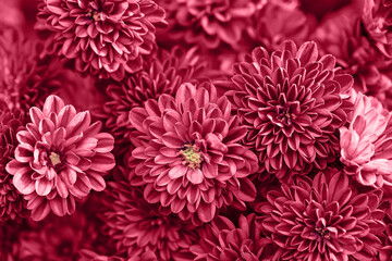 Chrysanthemum flowers close up as a beautiful nature background. Fall theme concept backdrop. Selective focus. Color of the year 2023 inspired