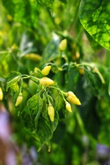 Green chili pepper plant on field agriculture in garden.